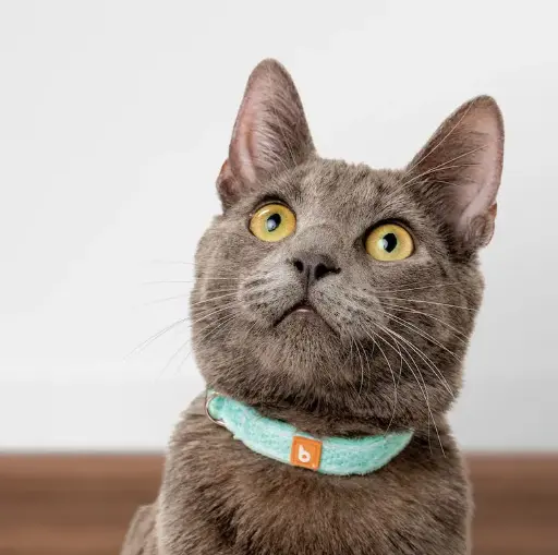 Cat Collars