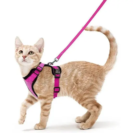 Cat Harness